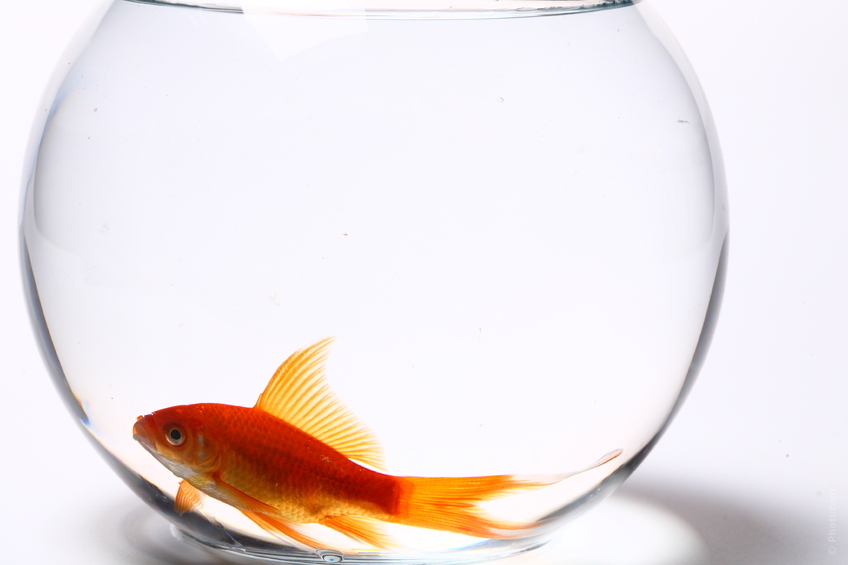 If you are a nature lover and think that our environment is worth protecting, say no to farmed fish.