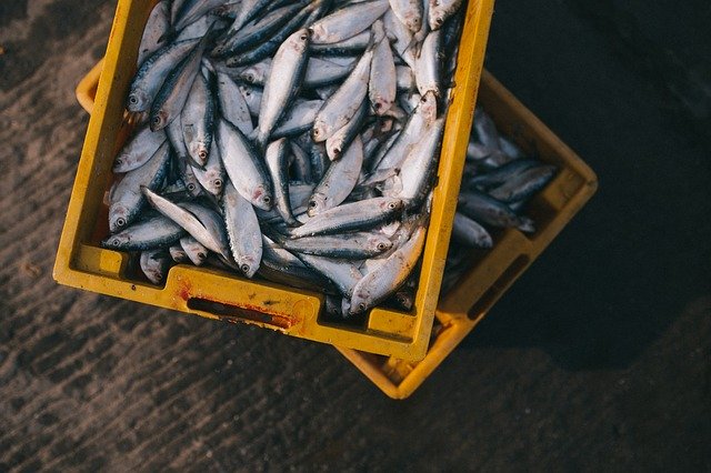 How Safe Is It To Eat Farmed Fish?