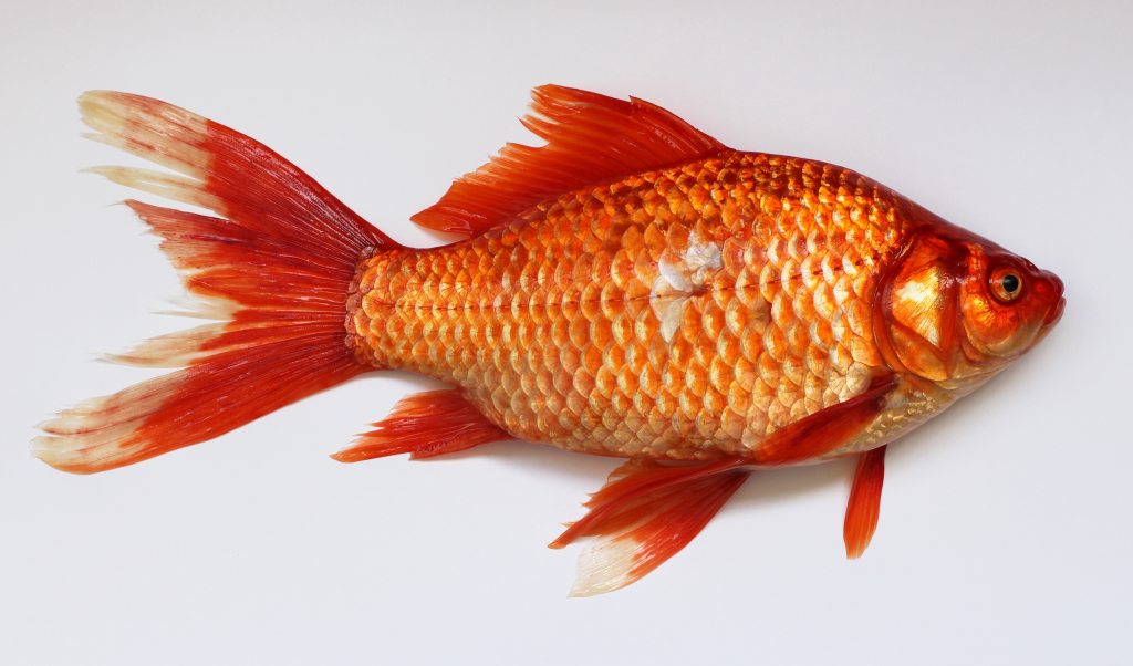Fish Odour Syndrome Actually Makes You Stink Like A Fish