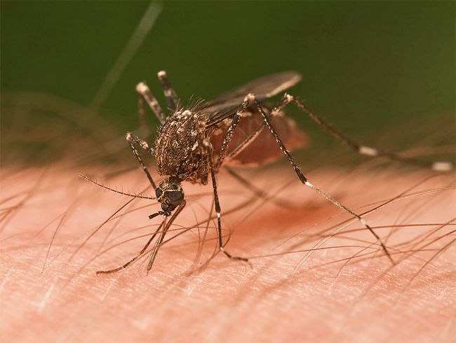 Rain showers invites mosquitoes which in turn invite diseases like malaria and dengue. Keep your home and surrounding clean and garbage free.